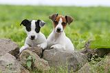 JACK RUSSEL 182